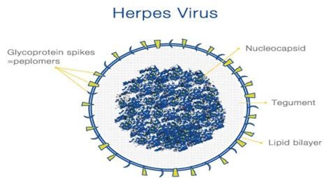 world health organization herpes simplex